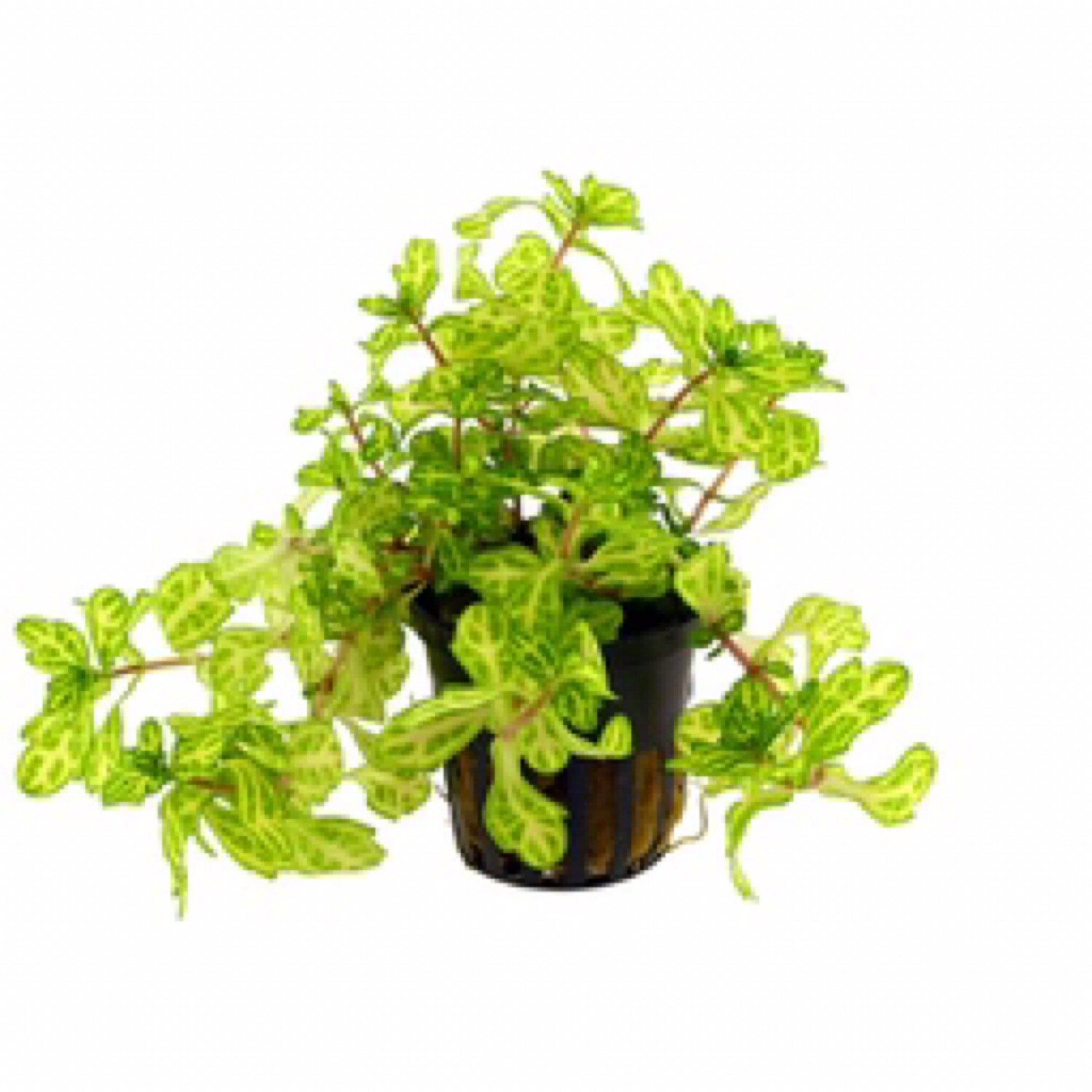 Tropica Shinnersia &#39;Weiss-Grün&#39;