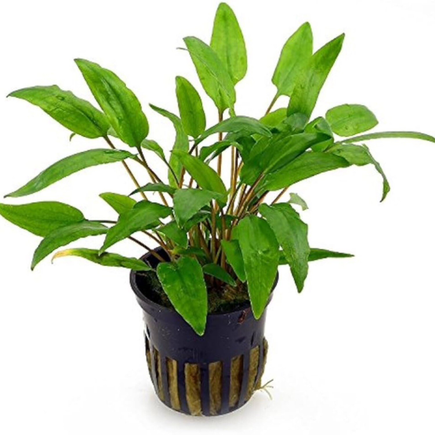 Tropica Cryptocoryne wendtii &quot;Green&quot;