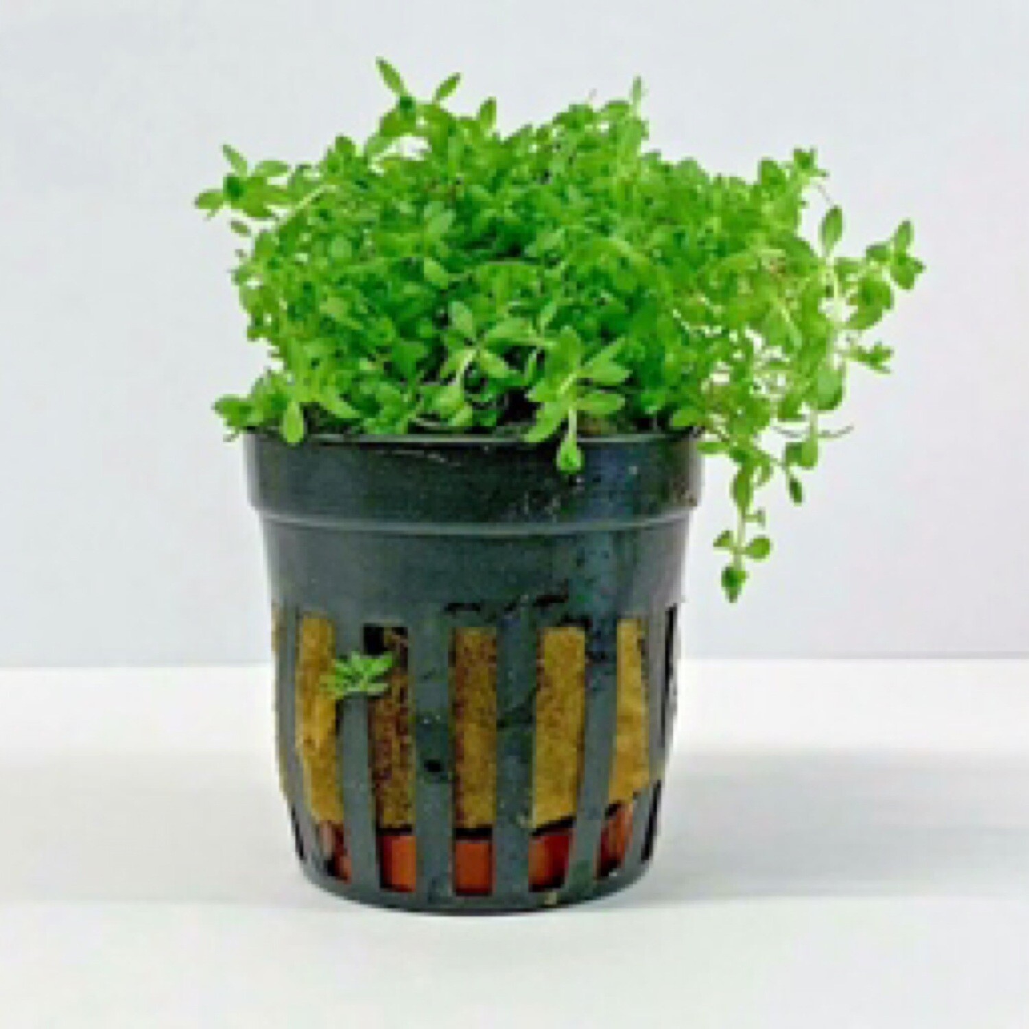 Tropica Hemianthus micranthemoides
