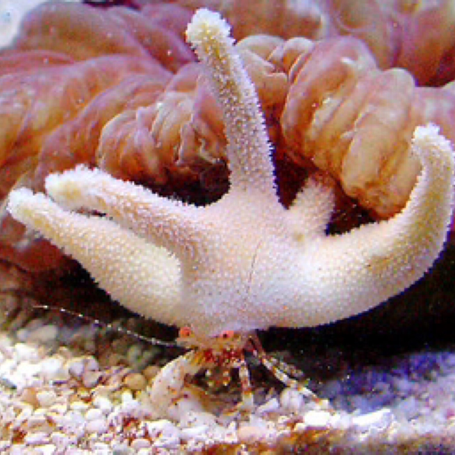 Staghorn Hermit Crab