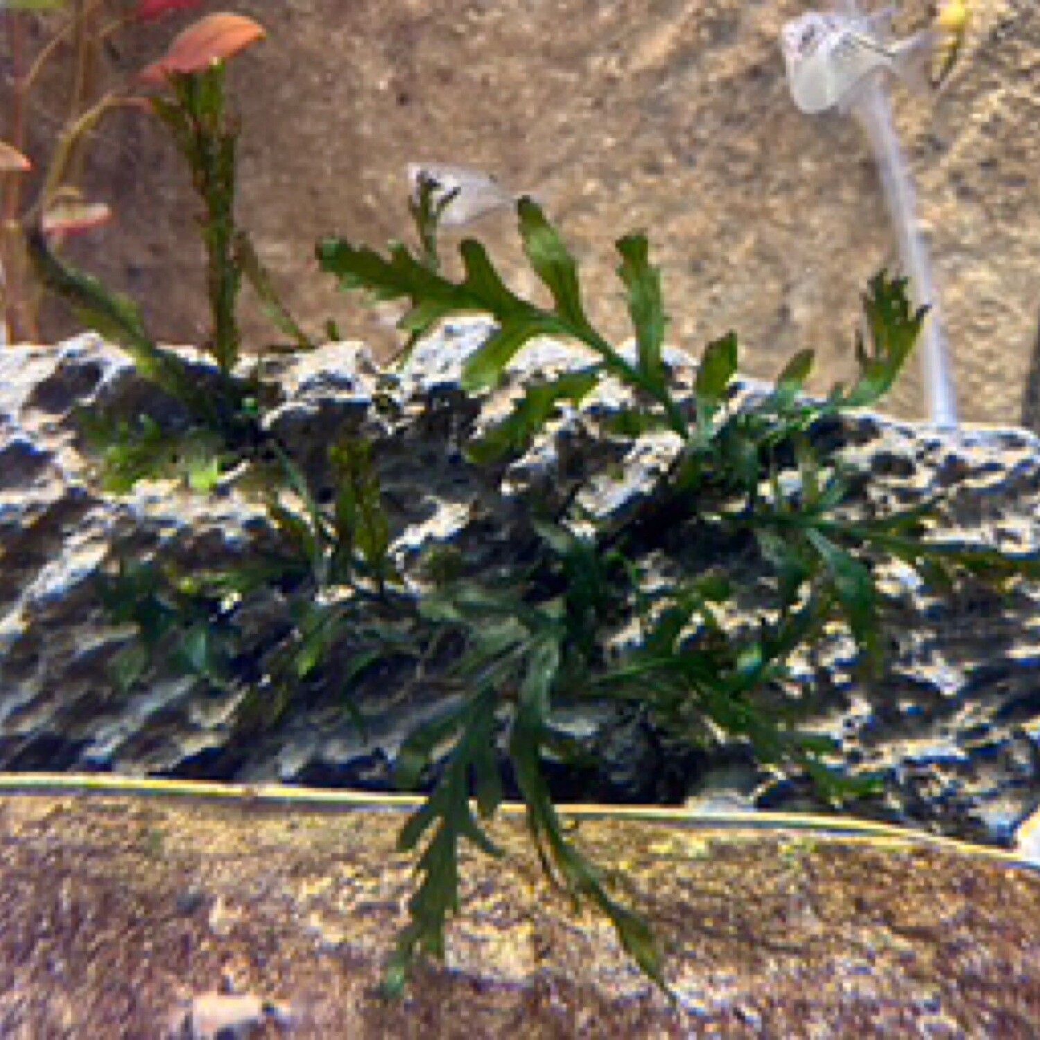 Tropica Bolbitis heudelotii on Seiryu Stone
