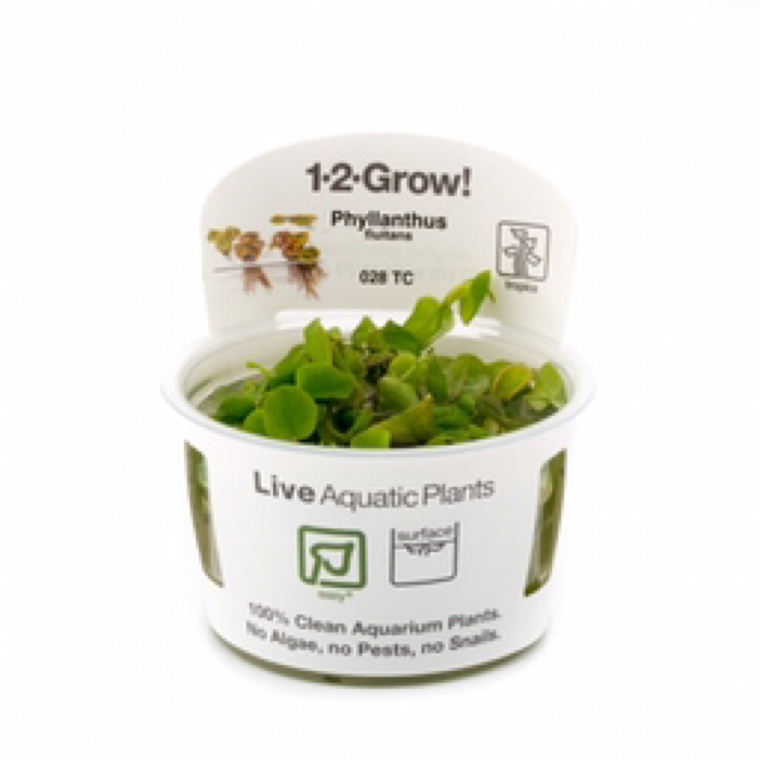 Tropica Phyllanthus fluitans 1-2-Grow!