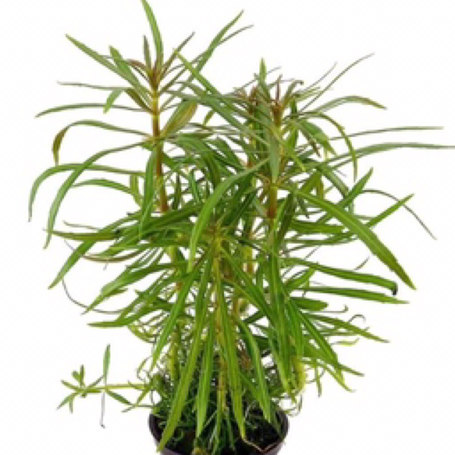 Tropica Pogostemon stellatus