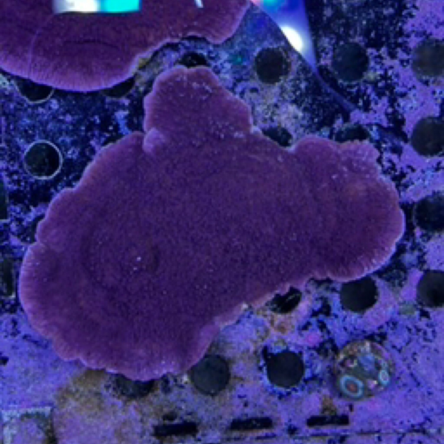 Purple Montipora Cap Lg