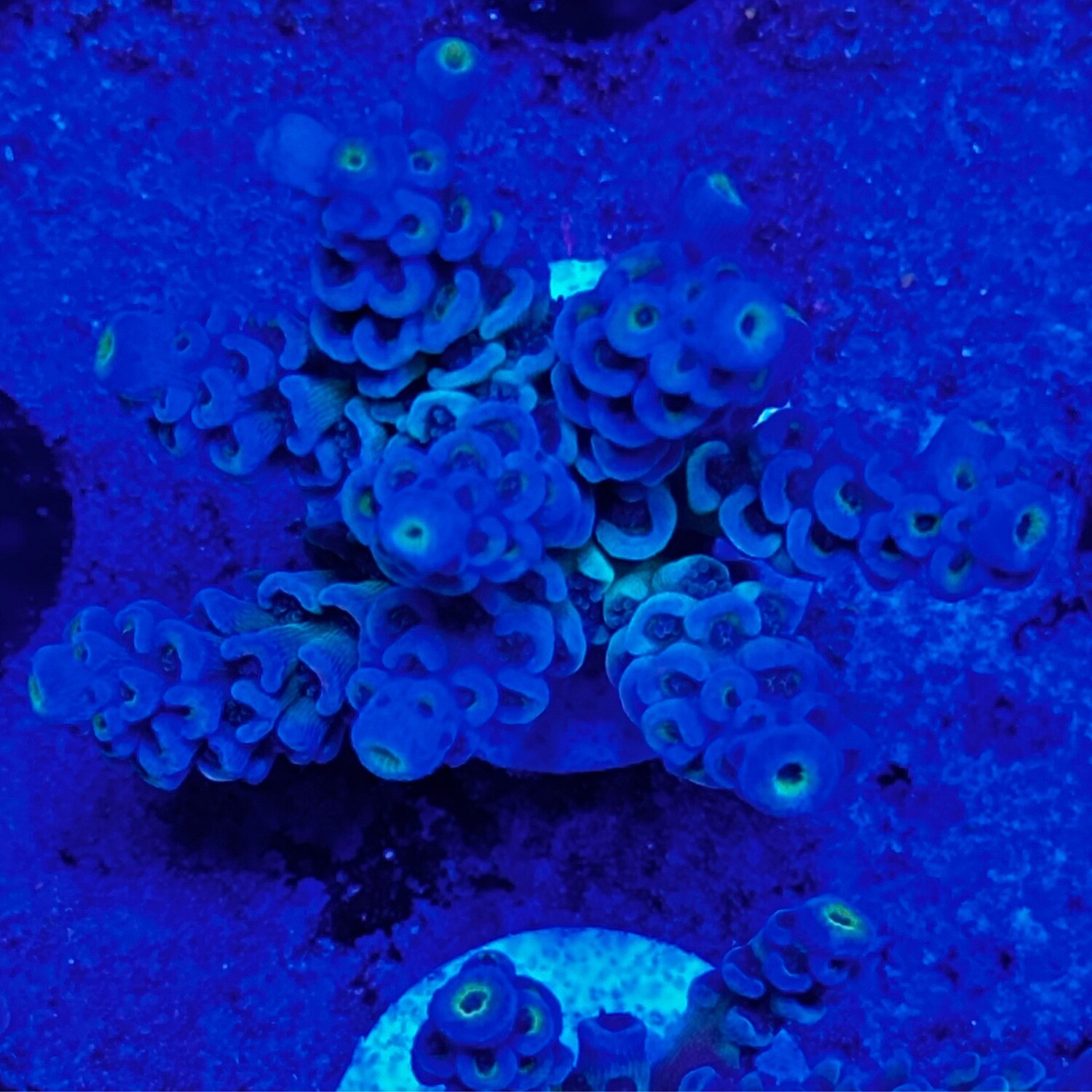 Blue tenuis frag, Size: 1.5”