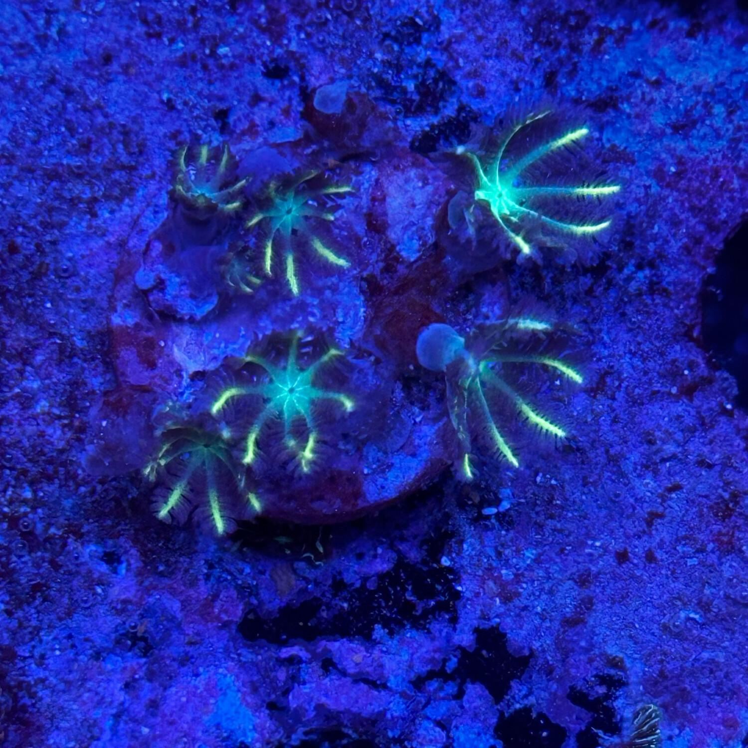 Neon Clove polyps