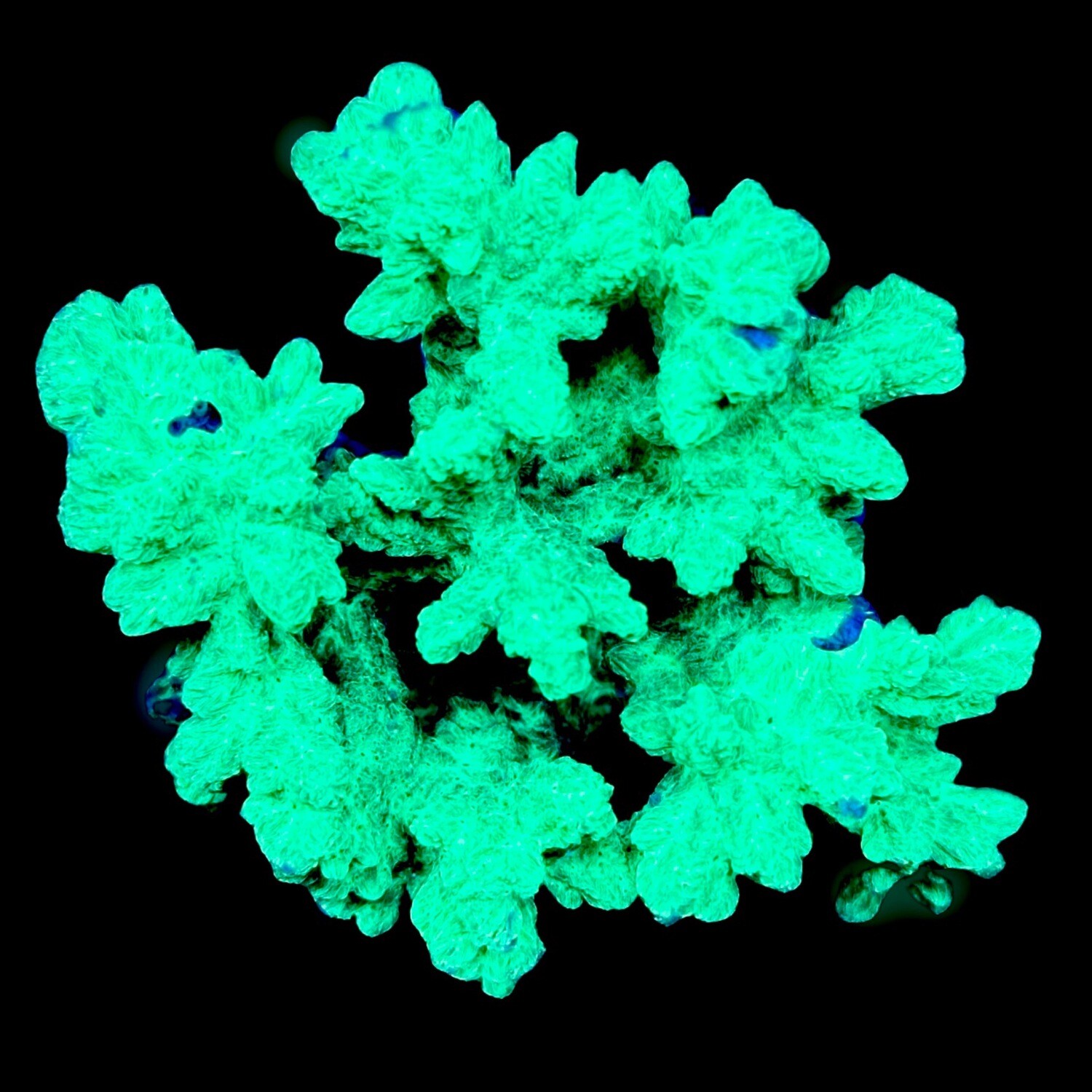 Neon Horn Coral 
