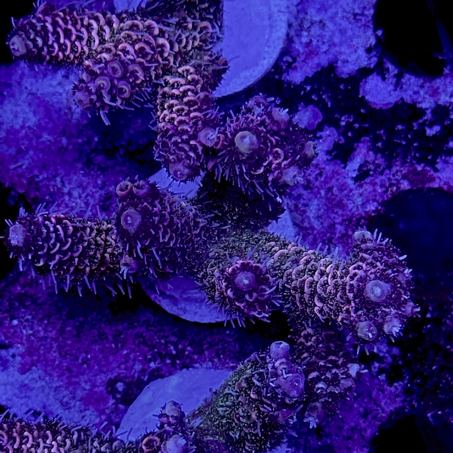 Rainbow Millepora frags