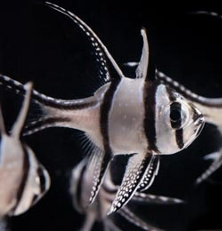 Captive Bred Banggai Cardinal XLg