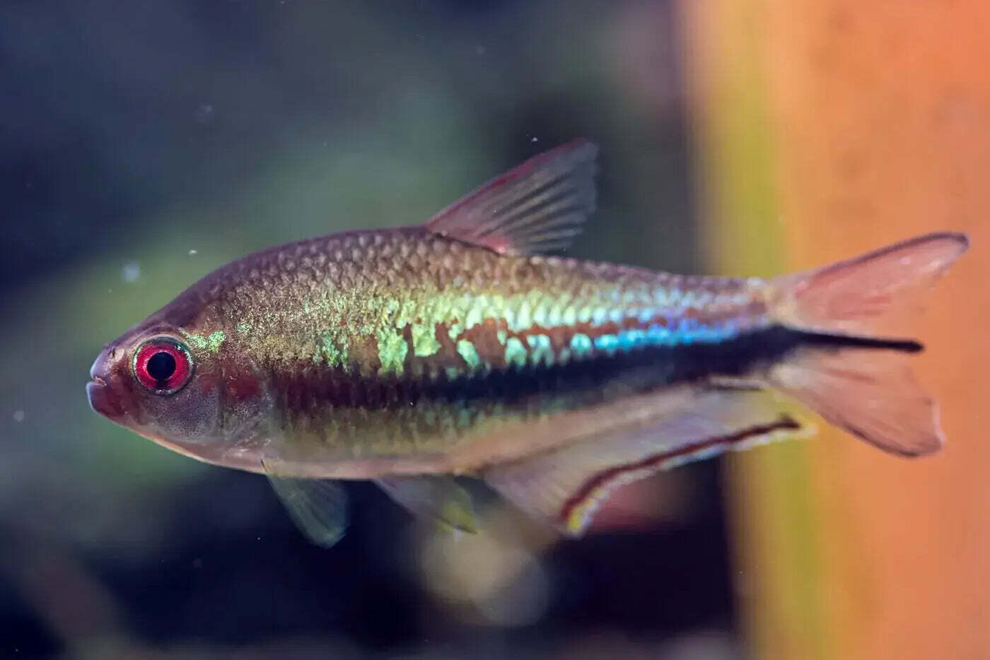 Rainbow Tetra