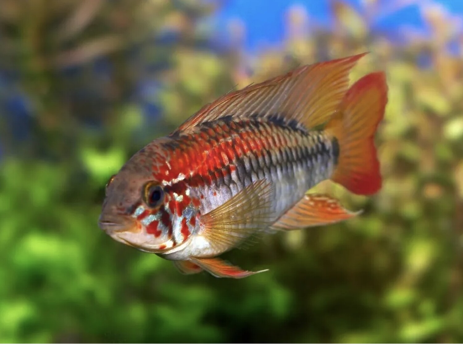 Red Edge dwarf cichlid - Apistogramma Viejita
