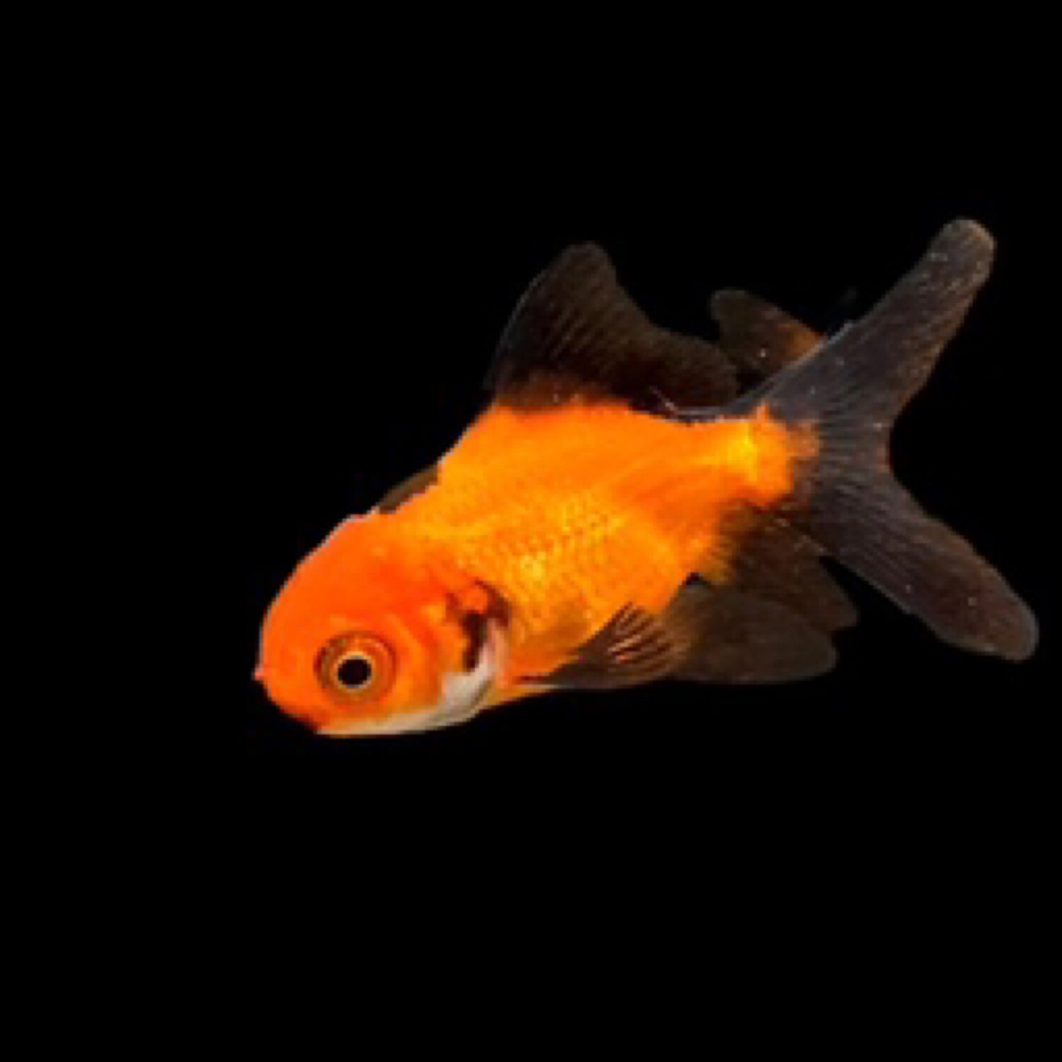 Oranda Goldfish assorted