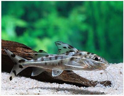 Spotted Pictus Catfish