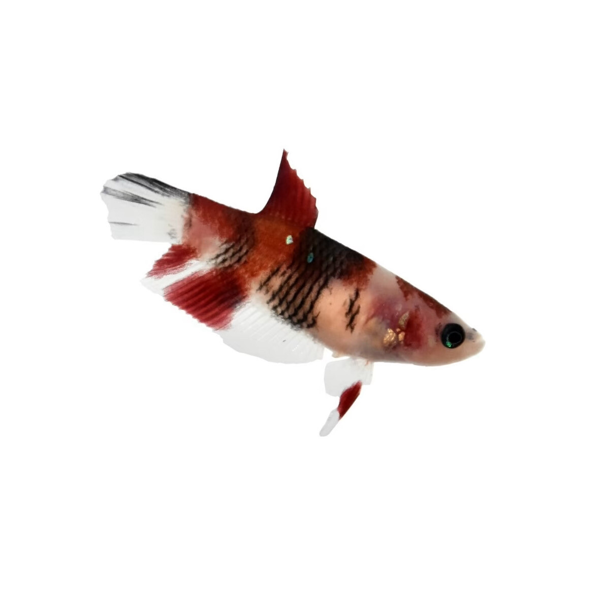 Female Betta Koi