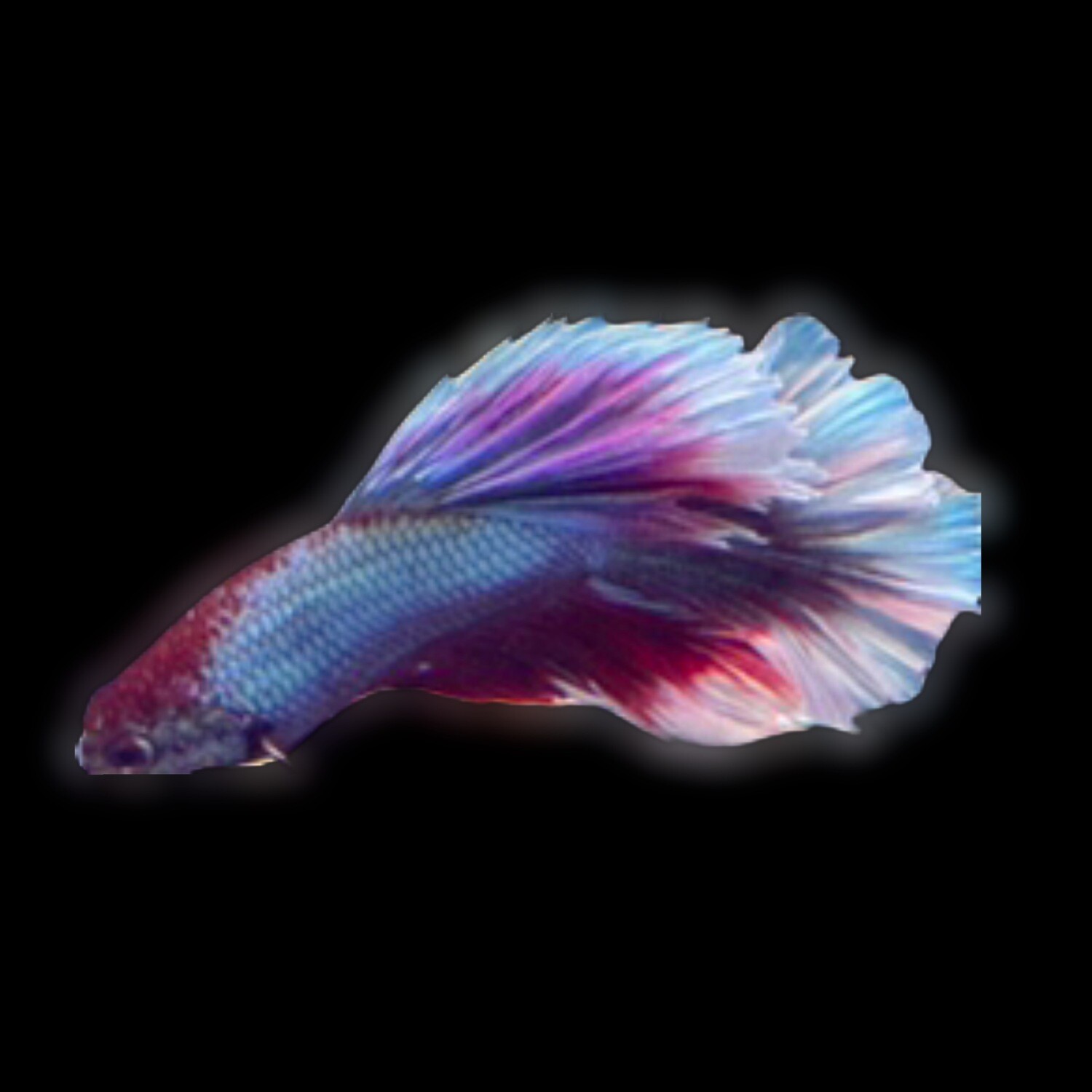Dumbo Ear Betta