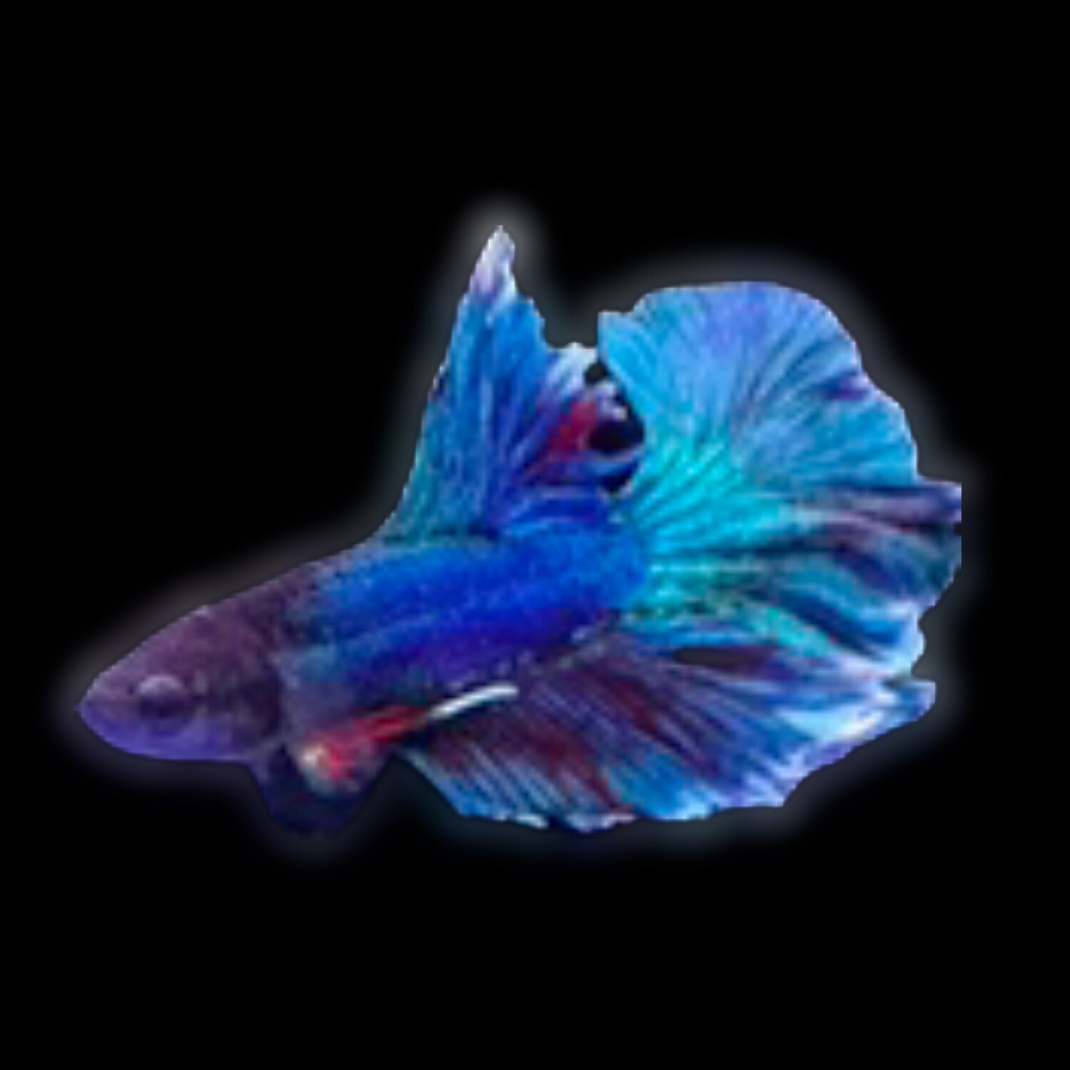 Halfmoon Betta