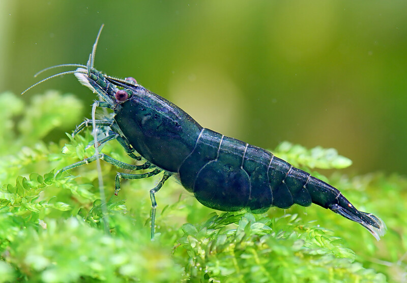 Green Jade Shrimp (Neocaridina davidi var. green)
