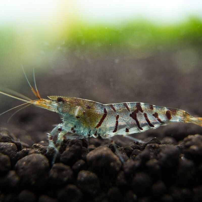 Tiger Shrimp (Caridina cantonensis)