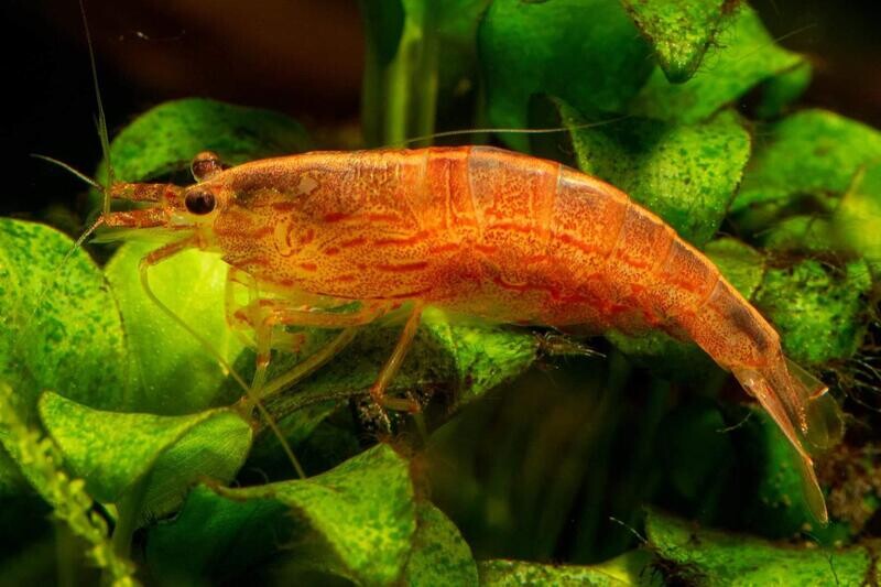 Orange Amano Shrimp - Indonesian Caridina Multidentata