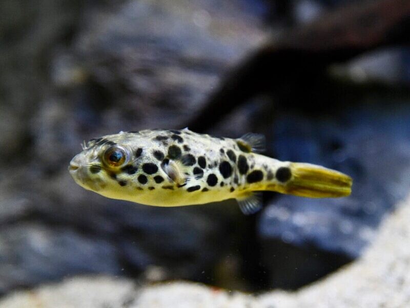 Spotted Congo Pufferfish (Tank Bred) - Tetraodon Schoutedeni