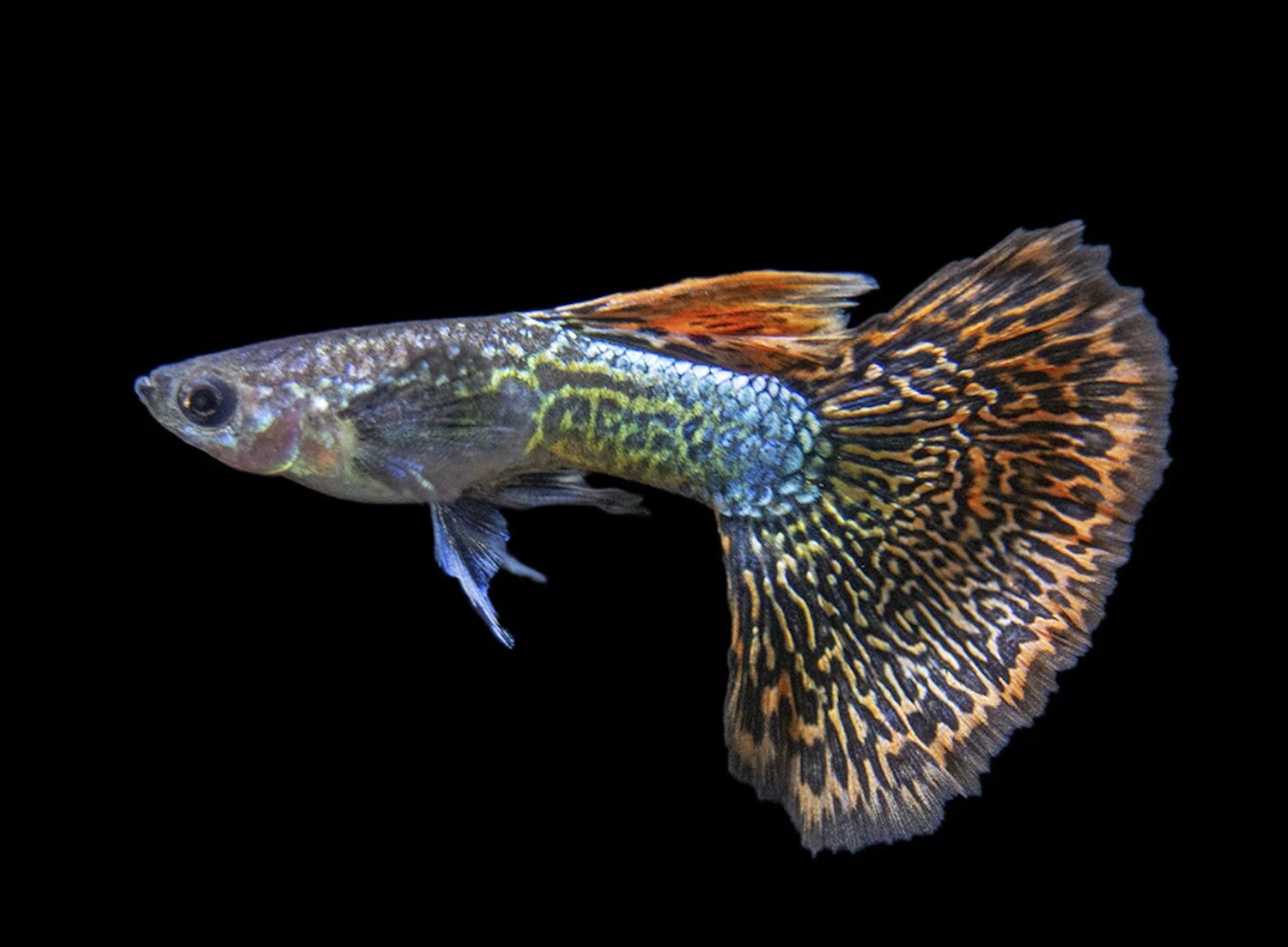 Dragon Mosaic Guppy Male