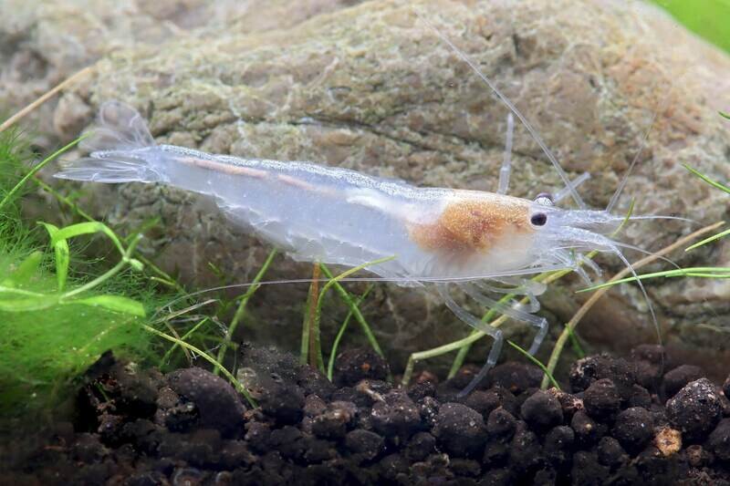 White Amano Shrimp - Indonesian Caridina Multidentata