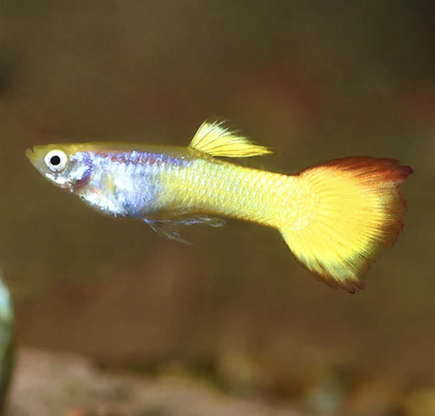 Platinum Yellowtail Guppy Male