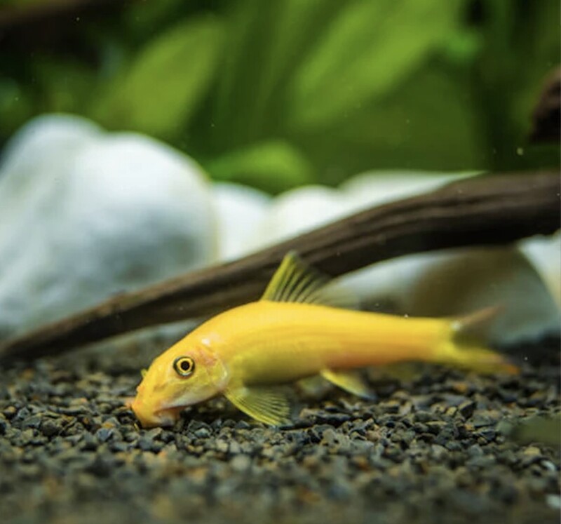 Chinese Algae Eater