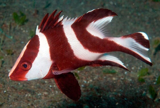 Red Emperor Snapper - small