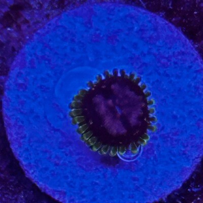 Purple Monster Zoanthid