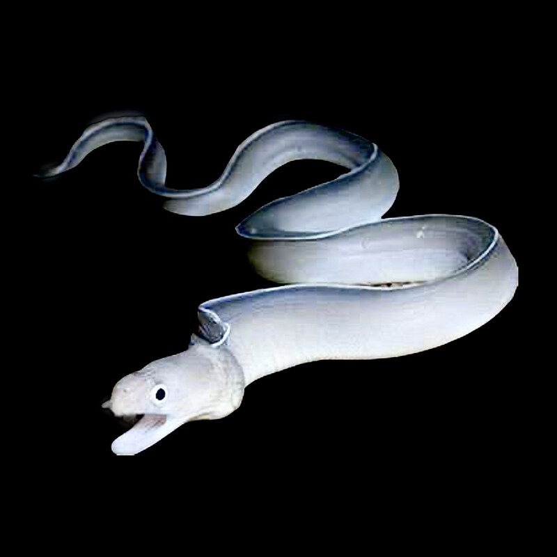 Ghost Eel - White Ribbon