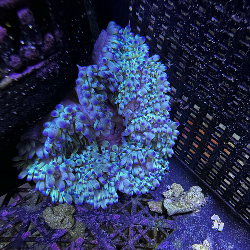 Blue tip Sebae Anemone