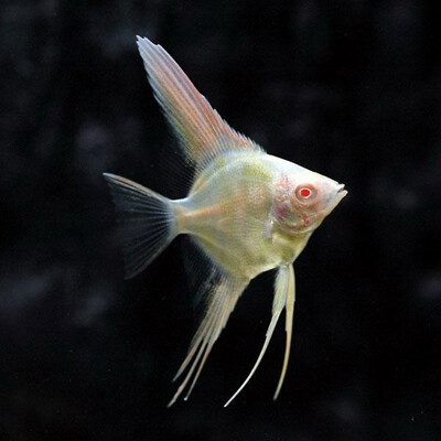 Red Eye Angelfish - Pterophyllum scalare