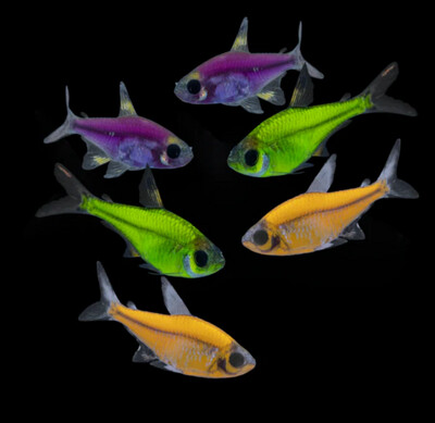 Glofish Pristella Tetra - Various