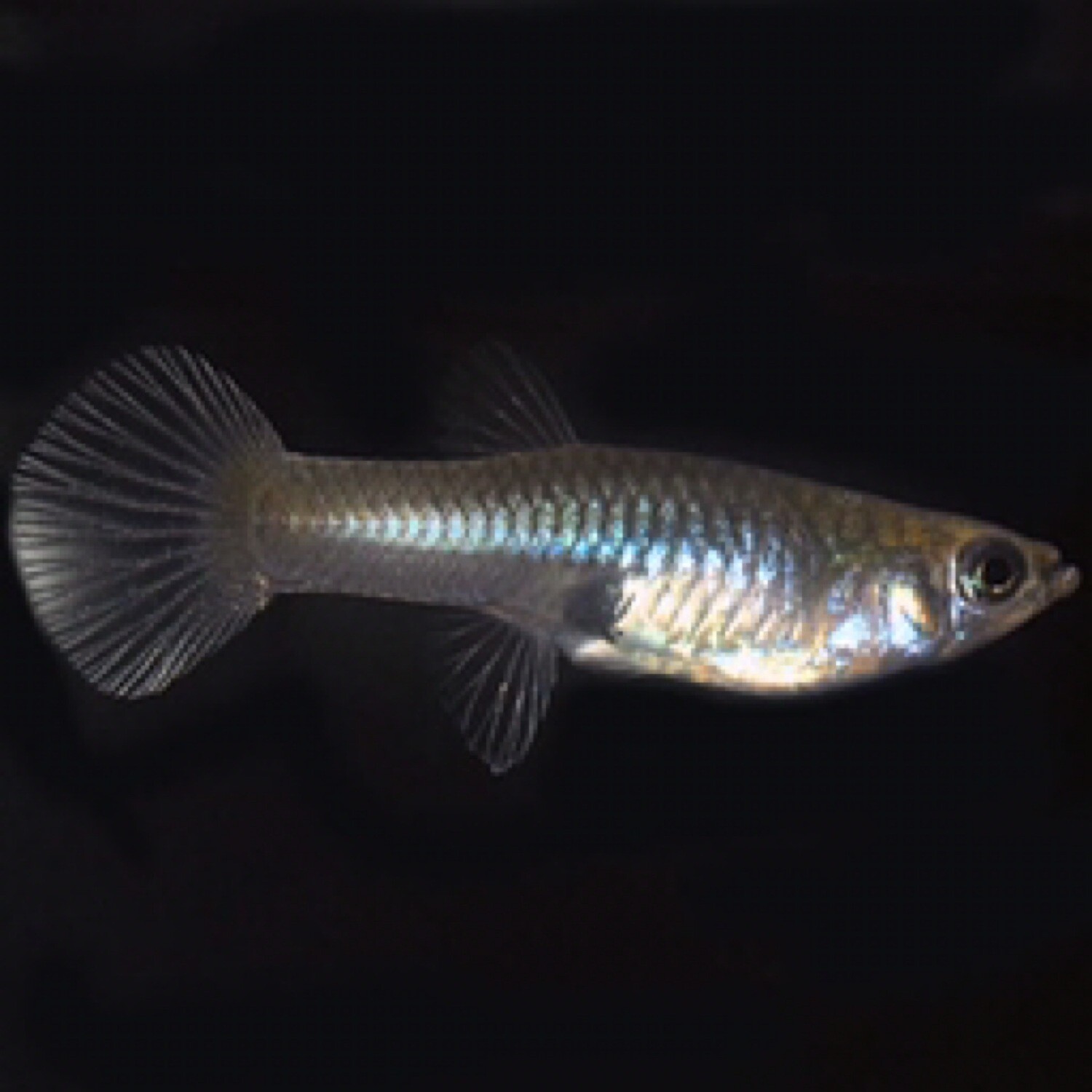 Female Guppy Sm. - Locally Aquacultured