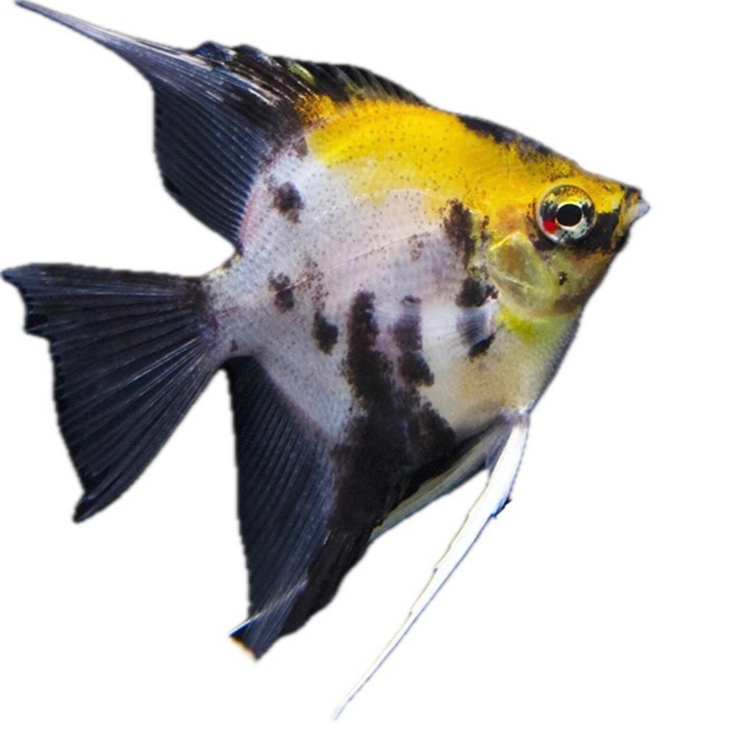 Koi Angelfish