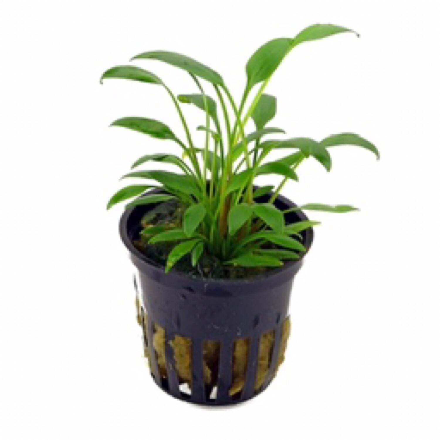 Tropica Cryptocoryne x willisii