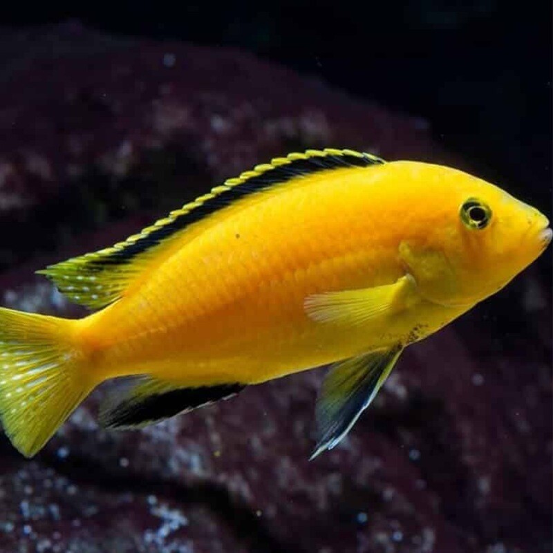 Electric Yellow Cichlid