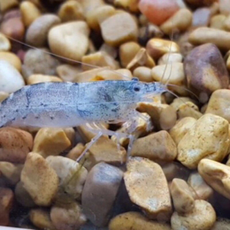 Blue Cherry Shrimp (Neocaradina davidi)