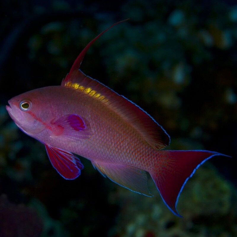 Lyretail Red Male Anthias Fiji