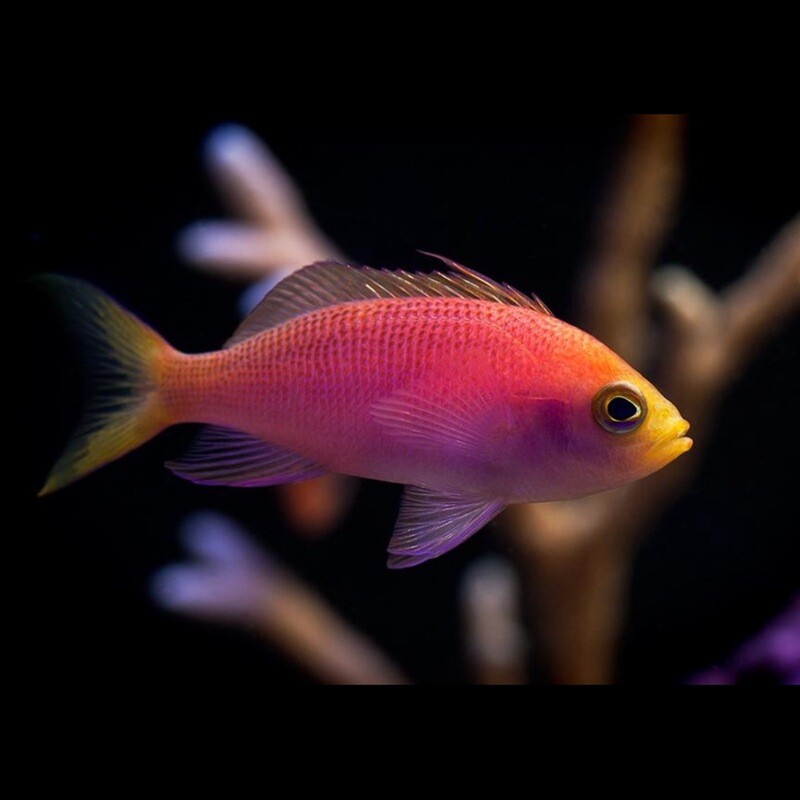 Goldie Resplendant Anthias Female