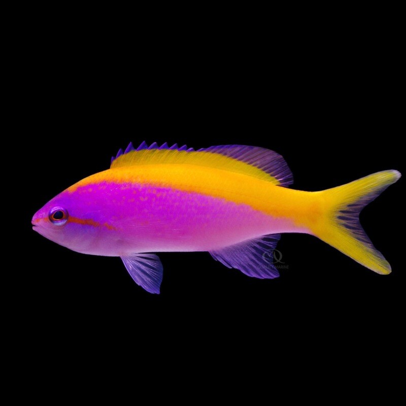 Yellowback Evansi Anthias