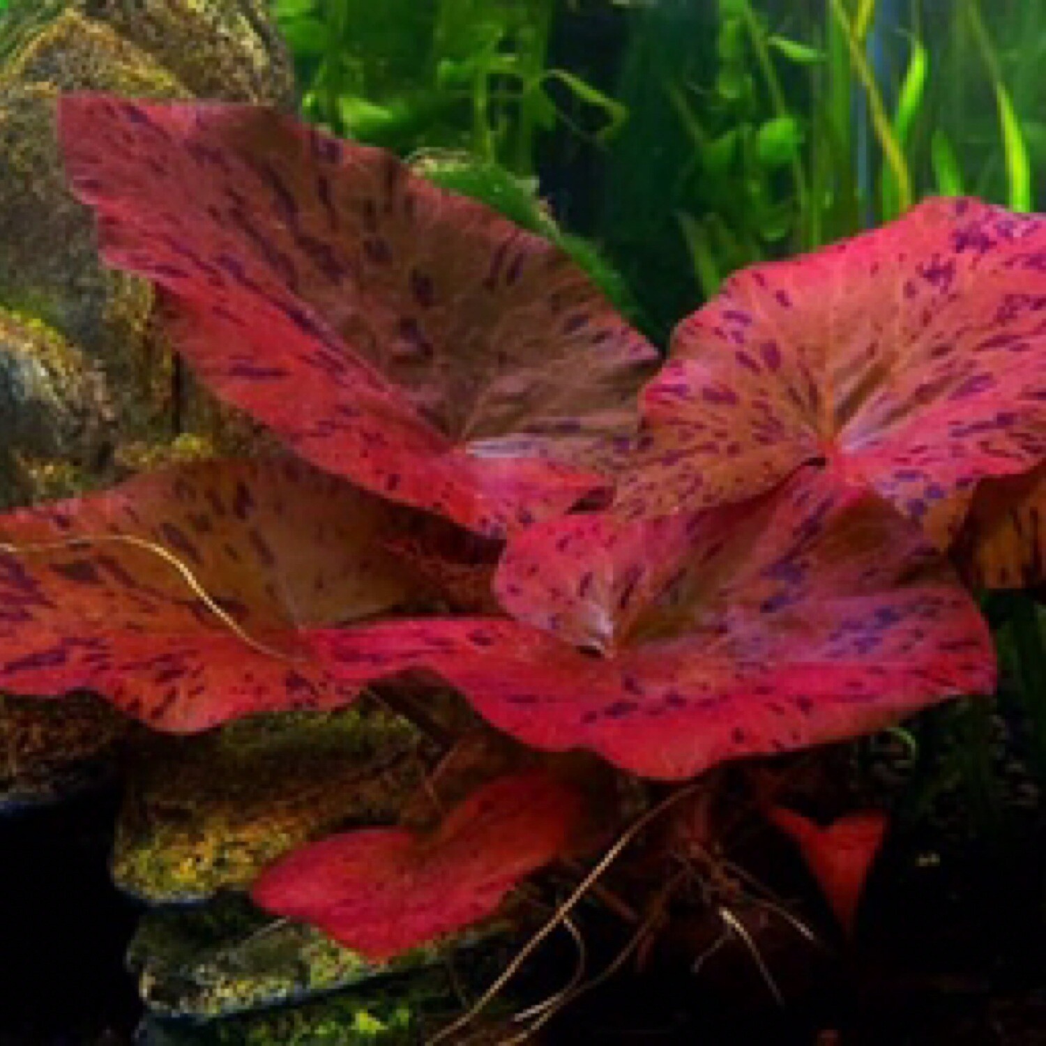Red Tiger Lotus