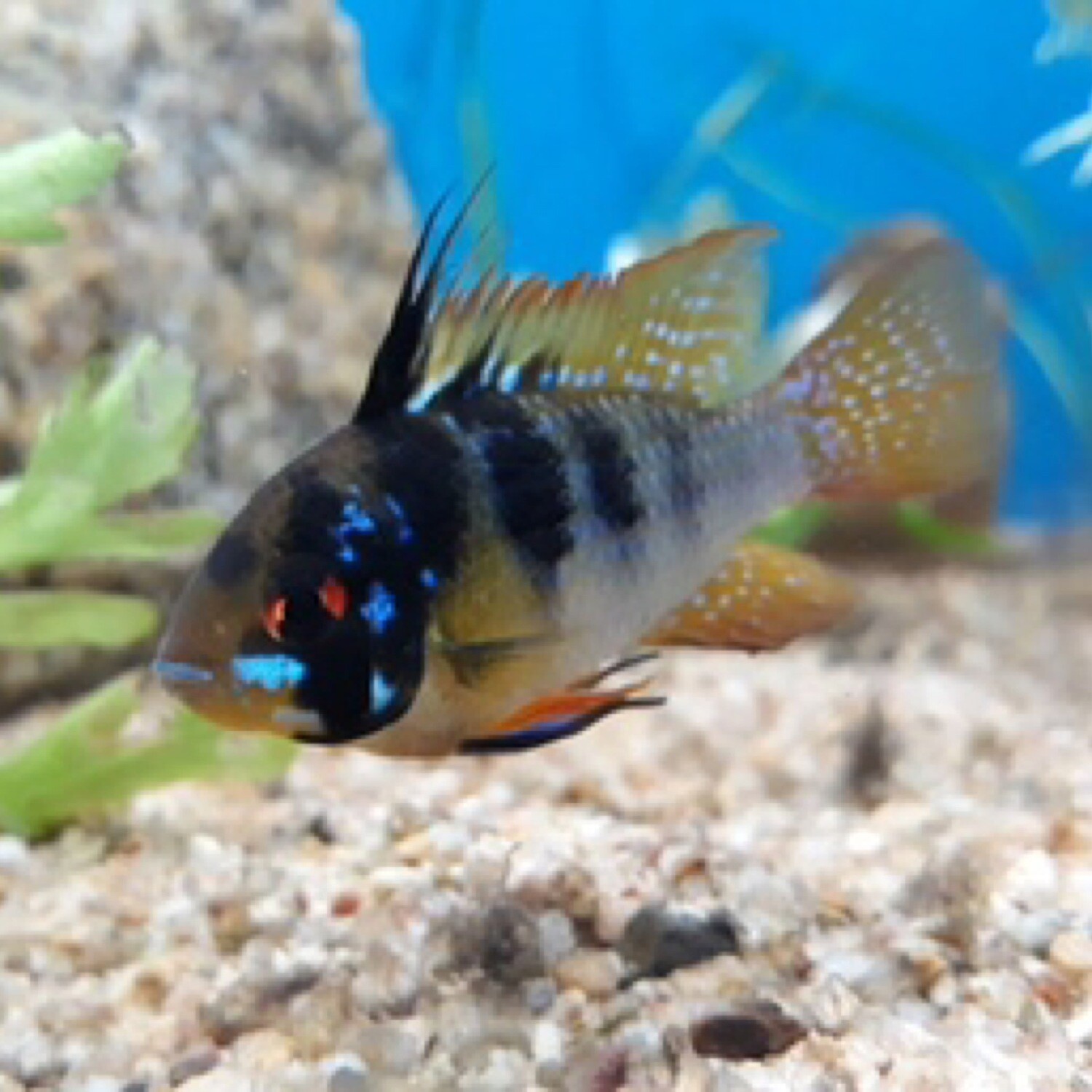 Black German Ram