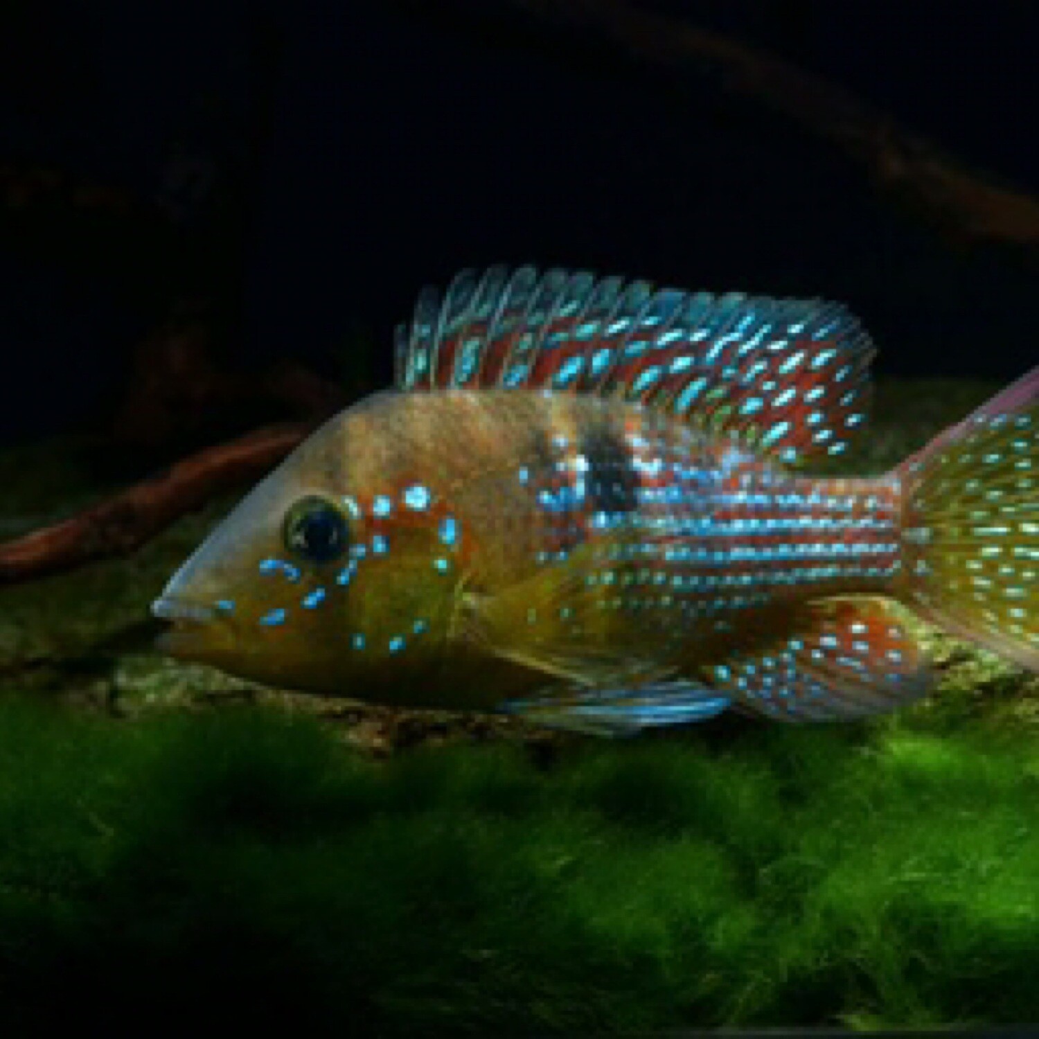 Gymnogeophagus Terapurpua