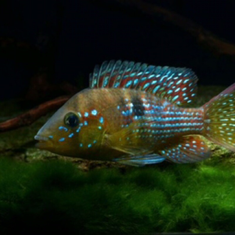 Gymnogeophagus Terapurpua