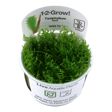 Tropica Taxiphyllum &#39;Spiky&#39; Moss 1-2-Grow
