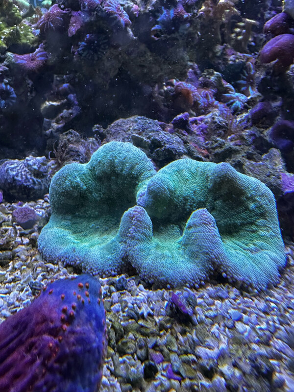 Green Carpet Anemone