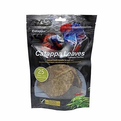 Catappa Leaves Small 25 Pack