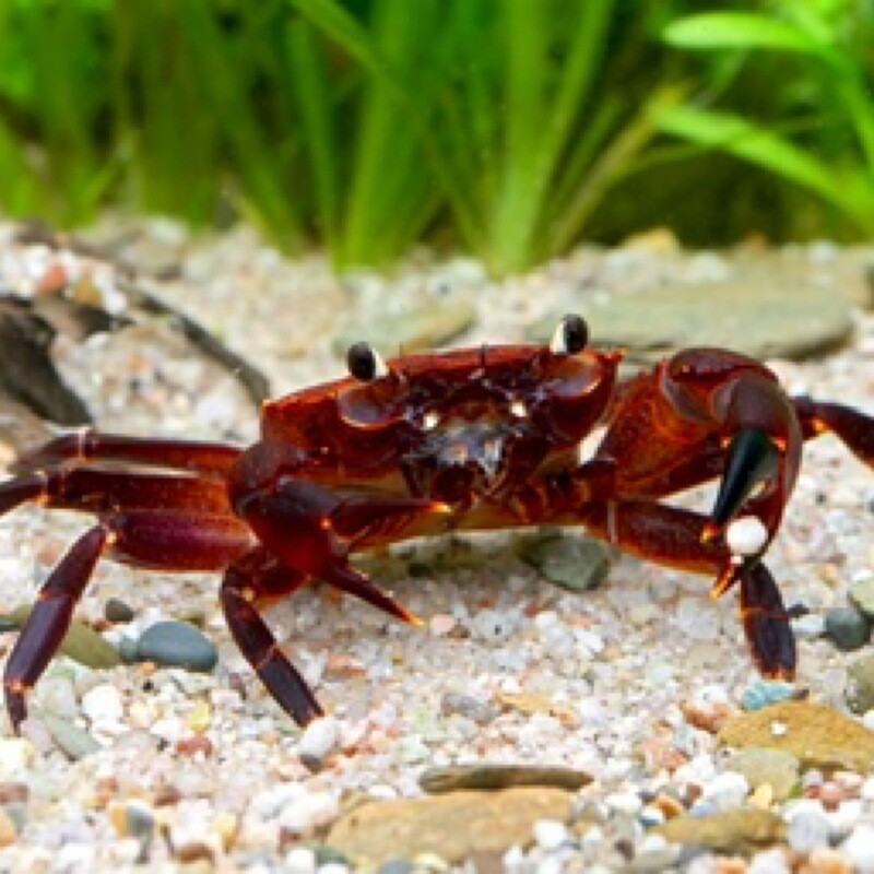 Purple matano crab - Syntripsa matanensis